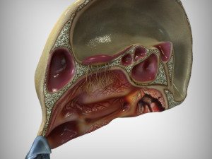 Nose Anatomy 3Dモデル