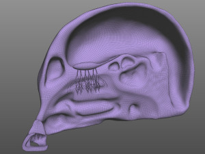 Nose Anatomy 3Dモデル