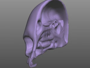 Anatomia del naso Modello 3D