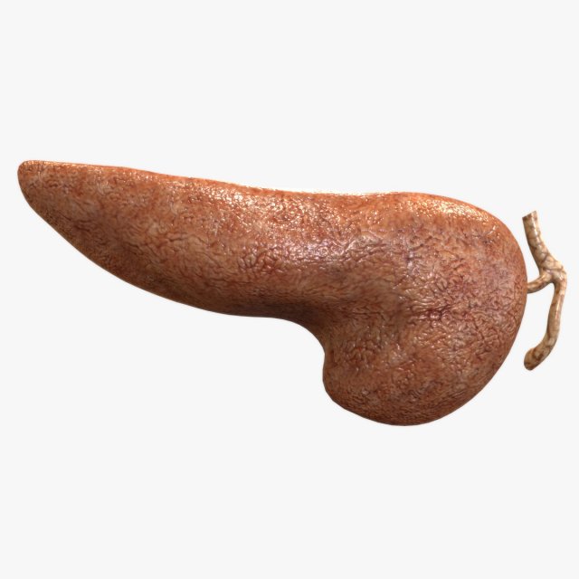 Human Pancreas Modelo 3D .c4d .max .obj .3ds .fbx .stl .blend 