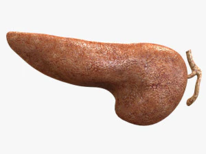 P&aacute;ncreas humano Modelo 3D