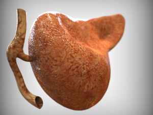 Human Pancreas Modelo 3D