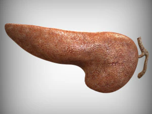 人間の膵臓 3Dモデル