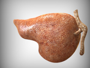 Human Pancreas Modelo 3D