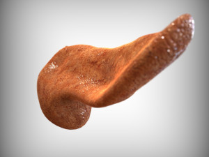 Human Pancreas Modelo 3D