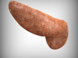 人間の膵臓 3Dモデル