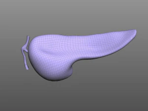 人間の膵臓 3Dモデル