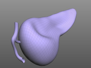 Human Pancreas Modelo 3D