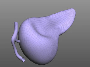 人間の膵臓 3Dモデル
