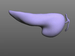 人間の膵臓 3Dモデル