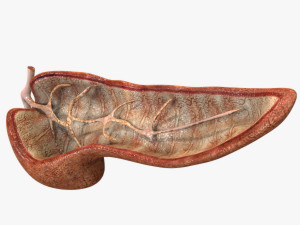 Pancreas Anatomy 3D Model