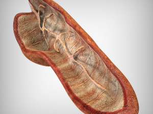 Pancreas Anatomy 3D मॉडल