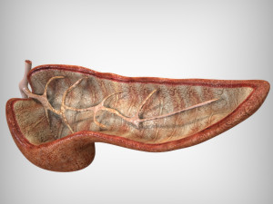 Pancreas Anatomy 3D मॉडल