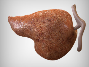 Pancreas Anatomy 3D मॉडल