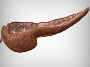 Pancreas Anatomy 3D मॉडल