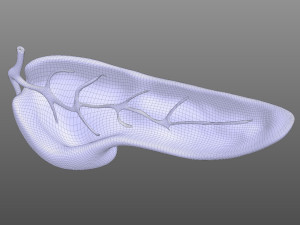 Pancreas Anatomy 3D मॉडल