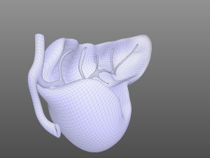 Pancreas Anatomy 3D मॉडल