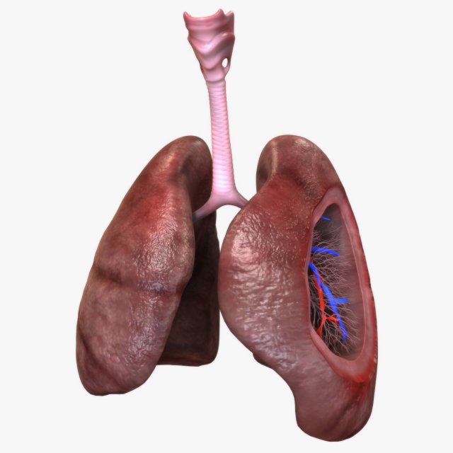 3D Respiratory System 3D Model .c4d .max .obj .3ds .fbx .stl .blend 