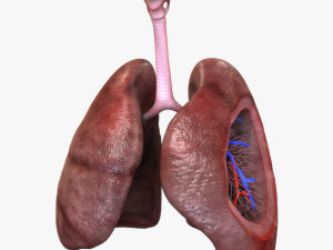 3D Respiratory System 3D Model