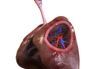 Sistema respiratorio 3D Modello 3D