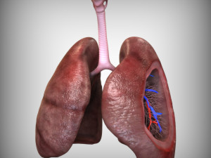 3D Respiratory System 3D Model