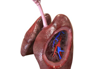 Sistema respiratorio 3D Modello 3D