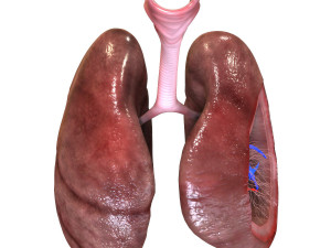 3D Respiratory System 3D Model