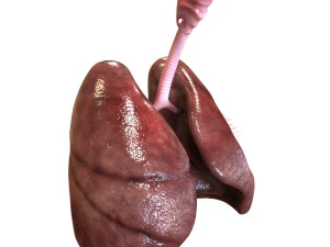 Sistema respiratorio 3D Modello 3D