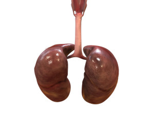3D Respiratory System 3D Model