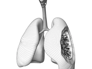 Sistema respiratorio 3D Modello 3D