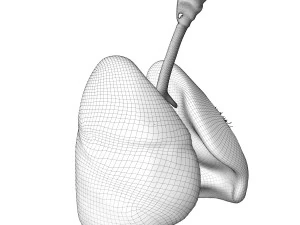 Sistema respiratorio 3D Modello 3D
