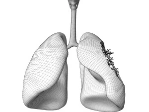 Sistema respiratorio 3D Modello 3D