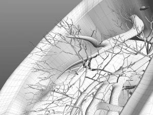 Sistema respiratorio 3D Modello 3D