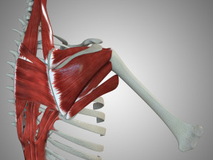 Scapular Muscle 3D Model