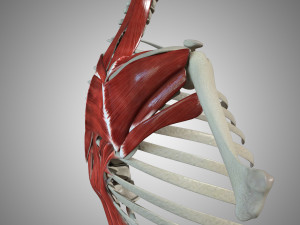 Scapular Muscle 3Dモデル