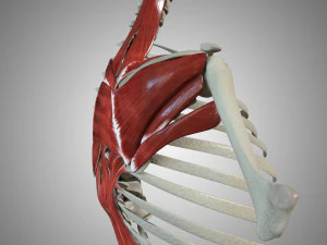 Scapular Muscle 3D Model