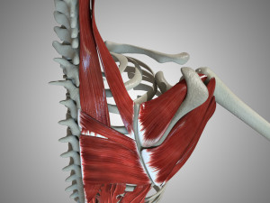 Scapular Muscle 3Dモデル