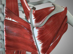 Scapular Muscle 3D Model