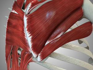 Scapular Muscle 3Dモデル