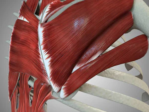 Scapular Muscle 3D Model