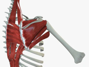 Scapular Muscle 3D Model