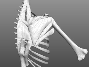 Scapular Muscle 3Dモデル