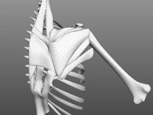 Scapular Muscle 3D Model