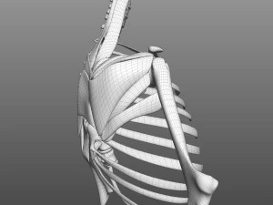 Scapular Muscle 3D Model