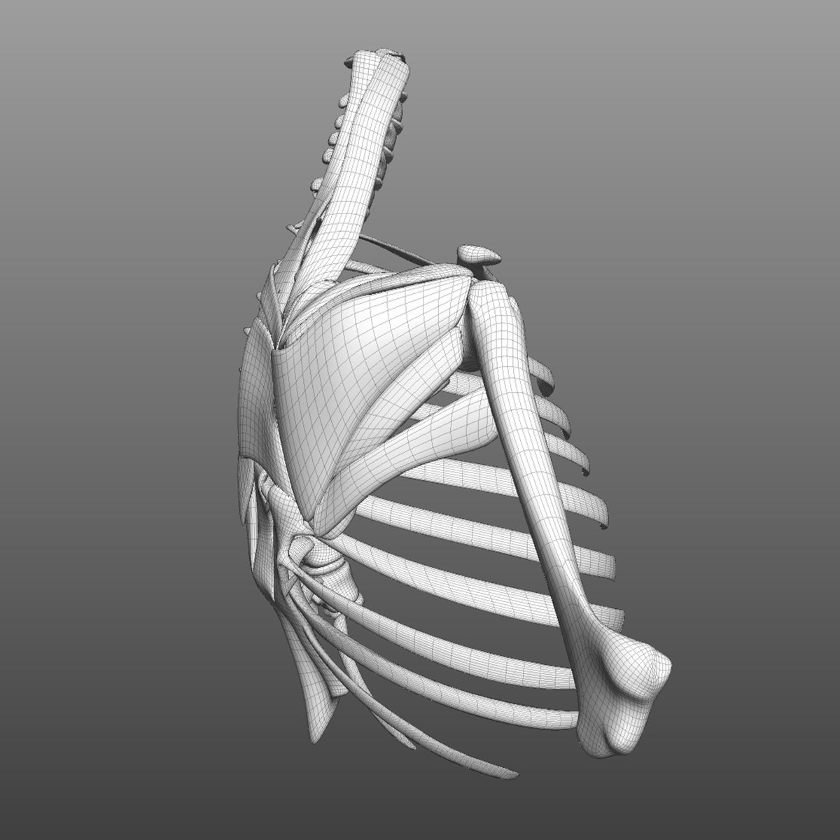 Мышцы 3д модель. Грудная клетка 3д. Скелет грудной клетки 3d модель. 3д модель грудной клетки. Грудина 3 д модель.