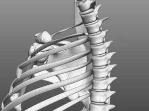 Scapular Muscle 3D Model