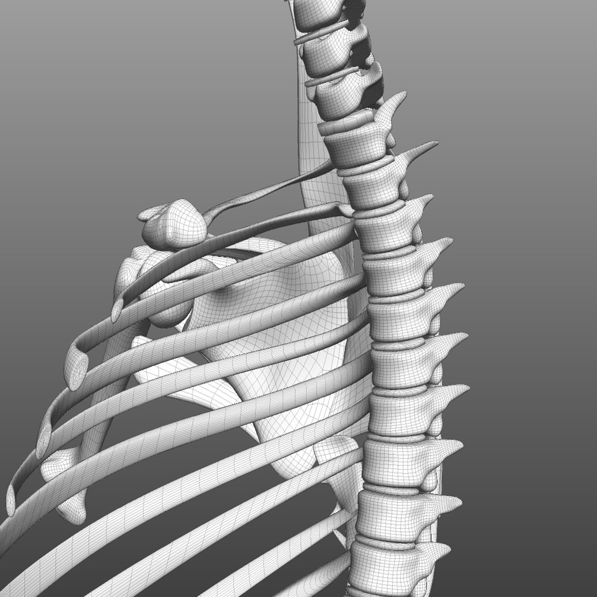 Мышцы 3д модель. Spine Геншин.