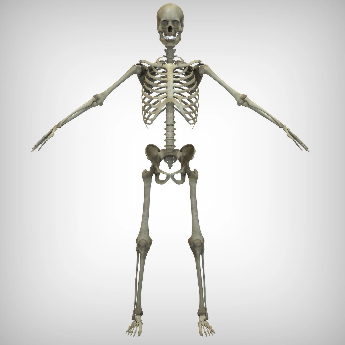 Skeletal System 3D Model .c4d .max .obj .3ds .fbx .stl .blend 