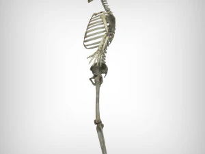 Skeletal System 3D Model