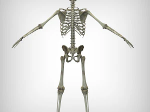 Skeletal System 3D Model